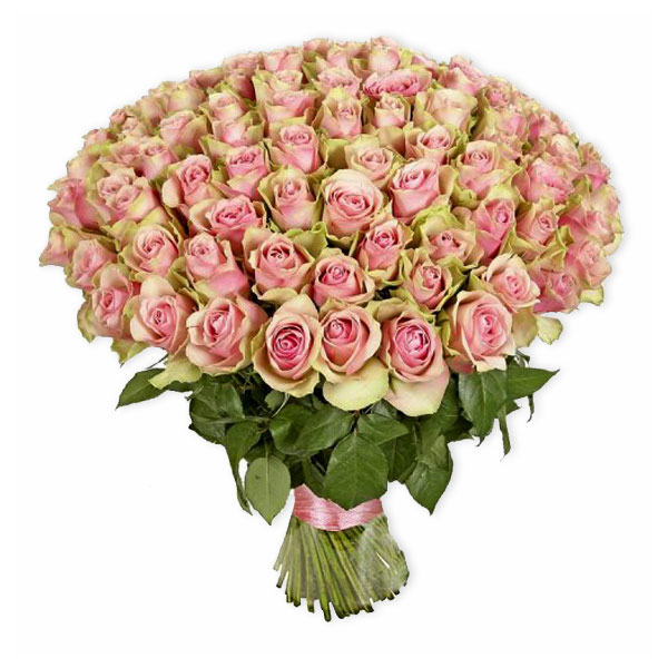 images/products/101-cream-pink-dutch-rose-pink-mondial.jpg