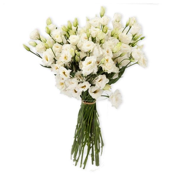 images/products/15-white-branches-of-eustoma.jpg