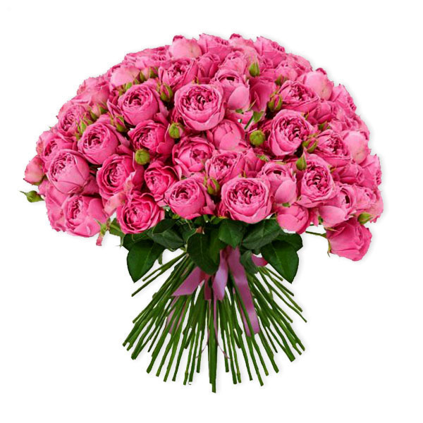 images/products/25-pink-spray-roses-of-the-misty-bubbles-variety.jpg