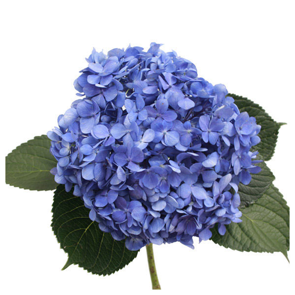 images/products/blue-hydrangea-2.jpg