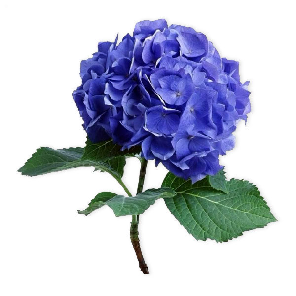 images/products/blue-hydrangea.jpg