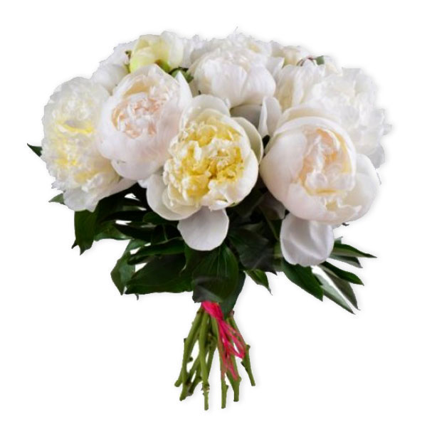 images/products/bouquet-of-11-white-peonies.jpg