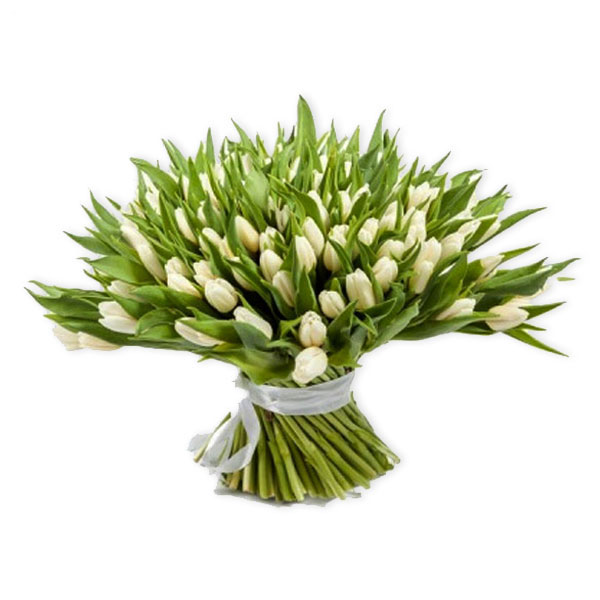 images/products/bouquet-of-151-white-tulips-with-ribbon.jpg