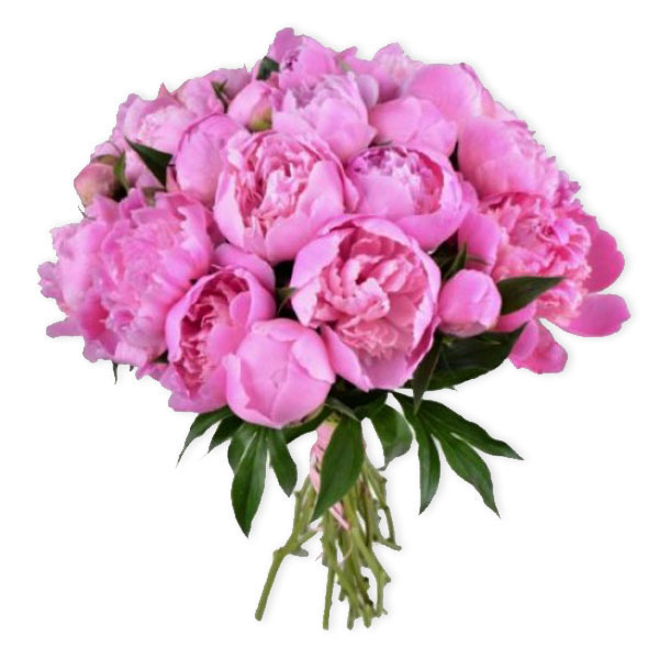 images/products/bouquet-of-17-peonies.jpg