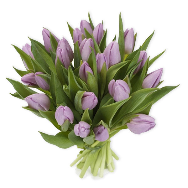 images/products/bouquet-of-21-purple-tulip-with-ribbon.jpg