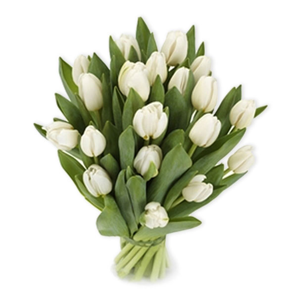 images/products/bouquet-of-21-white-tulip-with-ribbon.jpg