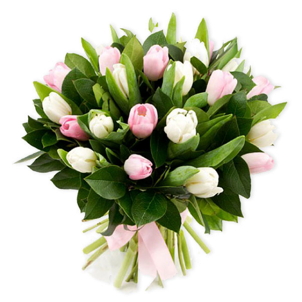 images/products/bouquet-of-23-white-and-pink-tulips.jpg