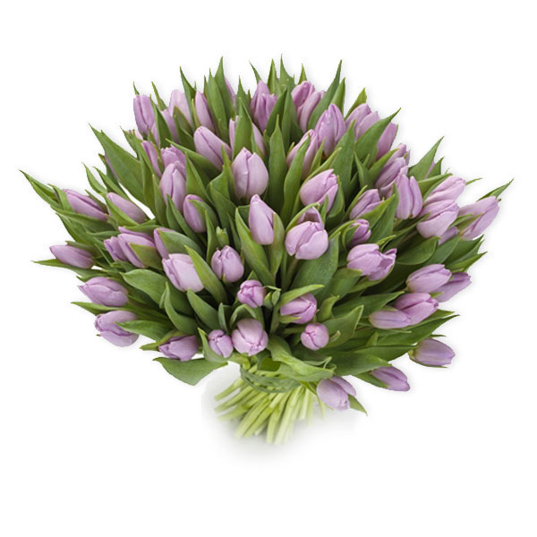 images/products/bouquet-of-51-purple-tulips-with-ribbon.jpg