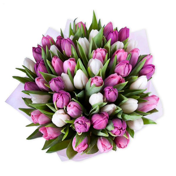 images/products/bouquet-of-51-white-and-pink-tulips.jpg