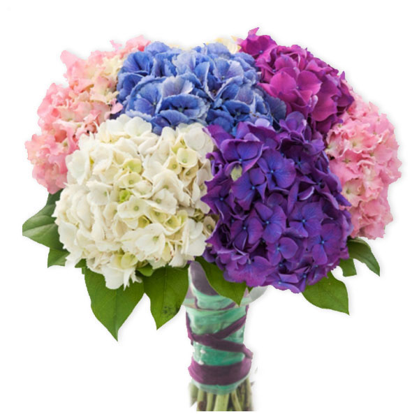images/products/bouquet-of-7-hydrangeas.jpg