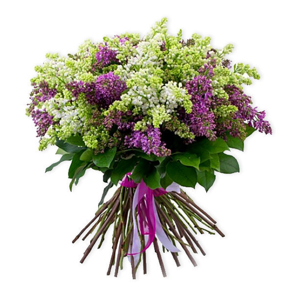 images/products/bouquet-of-dutch-lilacs.jpg