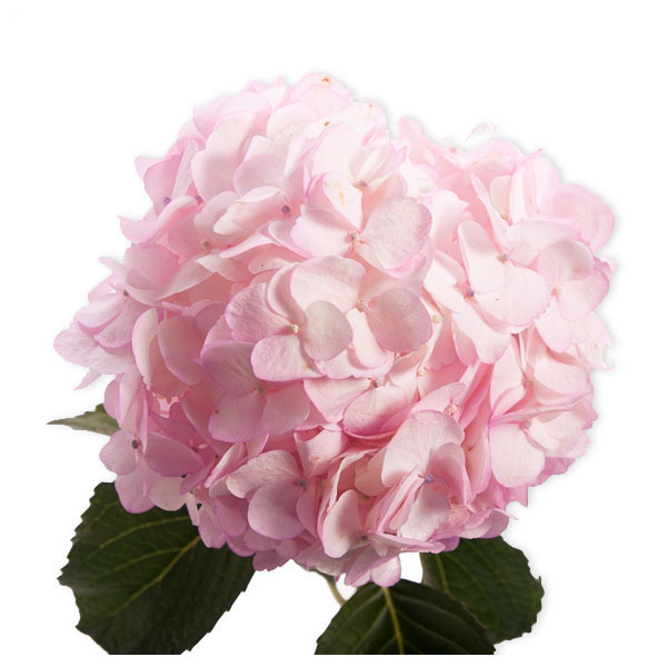 images/products/pink-hydrangea.jpg