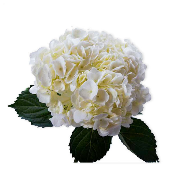 images/products/white-hydrangea.jpg
